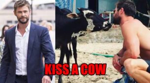 Chris Hemsworth aka Thor once tried to kiss a cow in India; the picture broke the internet and created the biggest buzz