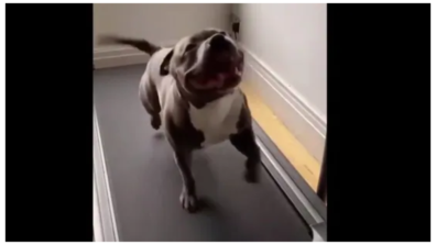 Hap, Hap, Happy Dawg: Watch This Happy Doggo’s Treadmill Session, Will Make Your Gloomy Mood Fly Away!