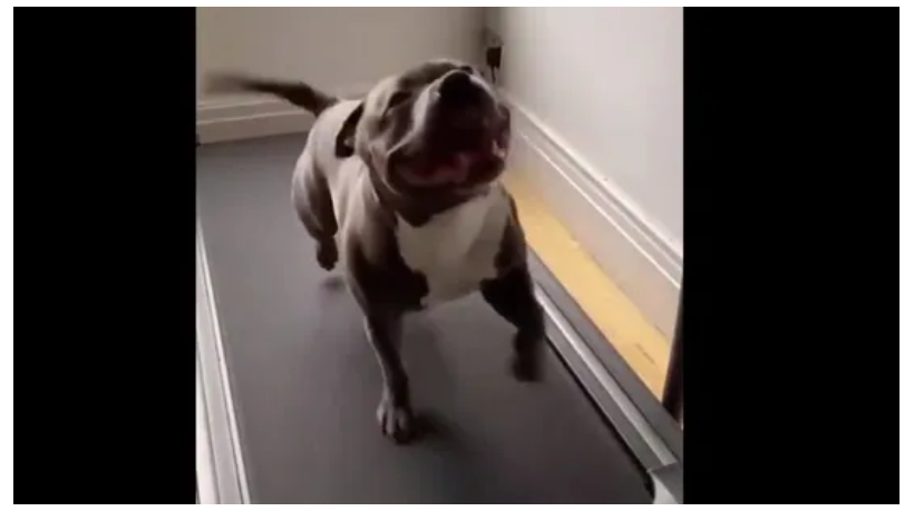 Hap, Hap, Happy Dawg: Watch This Happy Doggo’s Treadmill Session, Will Make Your Gloomy Mood Fly Away! 464349