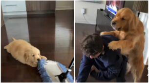 Heart-Melting Video! Two Dogs Help The Owner Clean The Floor With A Mop, Surfaces On Social Media; Watch Here
