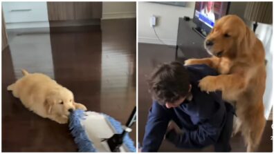 Heart-Melting Video! Two Dogs Help The Owner Clean The Floor With A Mop, Surfaces On Social Media; Watch Here