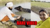LOL MOMENT: Haryanvi dancer Sapna Choudhary shares a rare video of her husband bathing buffaloes; the latter calls one of them ‘mehbooba’