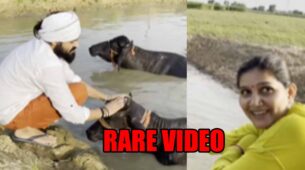 LOL MOMENT: Haryanvi dancer Sapna Choudhary shares a rare video of her husband bathing buffaloes; the latter calls one of them ‘mehbooba’