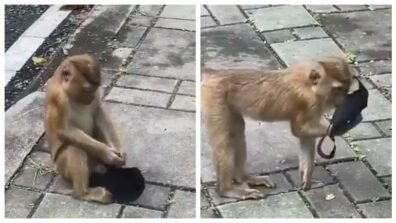 Mischievous Act: A Monkey Wears Disposed Mask Tossed On Street, Read More