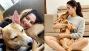 National Crush Madhuri Dixit and Rashmika Mandanna are the cutest ‘paw parents’ around and these pictures are proof