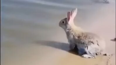 Oh So Cute! A Rare Video Of Rabbit Swimming & Enjoying In Water, Internet Left Amazed