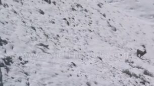 Nail Biting Video: Watch, A Snow Leopard Falling Off The Cliff Goes Viral