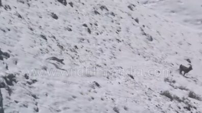 Nail Biting Video: Watch, A Snow Leopard Falling Off The Cliff Goes Viral