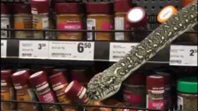 Shocking! A Giant Python Browses through A Spice Aisle At A Supermarket In Sydney; Astonishes The Shoppers