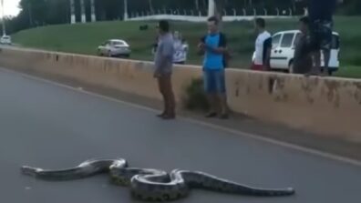 Shocking! Anaconda Reached Across The Road In Broad Daylight; People Helped Without Fear, Video Went Viral