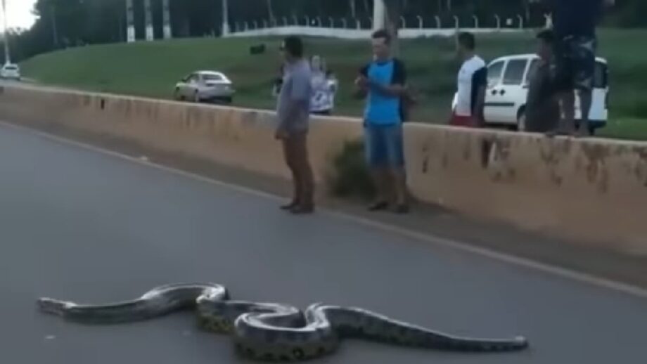 Shocking! Anaconda Reached Across The Road In Broad Daylight; People Helped Without Fear, Video Went Viral 473034