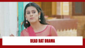 Udaariyaan Spoiler Alert: OMG!! Jasmine creates drama with a dead rat