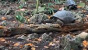 Unique Incident! A Giant Vegetarian Tortoise Feasts On A Bird; Watch The Unexpected Video Here