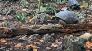 Unique Incident! A Giant Vegetarian Tortoise Feasts On A Bird; Watch The Unexpected Video Here