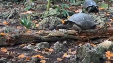 Unique Incident! A Giant Vegetarian Tortoise Feasts On A Bird; Watch The Unexpected Video Here