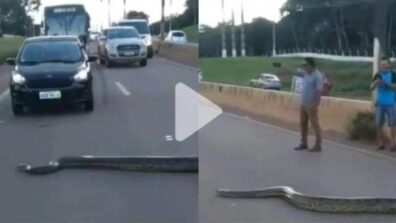 Massive Anaconda Constrictor Goes Across Expressway In Brazil, Video Giving Netizens Butterflies