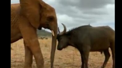 Watch: Elephants Share A Lovely Moment With Buffalo Friend And It’s The Most Adorable Video On Internet