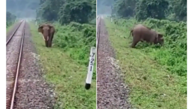 Watch Viral Video: A Train Driver Applies Brake on Time to Save Life of An Elephant Crossing Railway Tracks