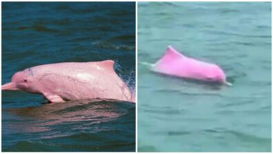 Watch Viral Video: Have You Ever Seen A Pink Dolphin? Get A Glimpse Here