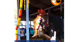 A Staff Member Of Thiruvilwamala Vilwadrinatha Temple Falls Off Elephant As The Latter Tries To Vigorously Shake Its Body; Take A Look