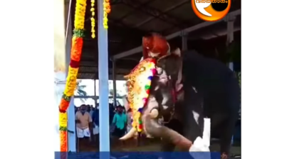 A Staff Member Of Thiruvilwamala Vilwadrinatha Temple Falls Off Elephant As The Latter Tries To Vigorously Shake Its Body; Take A Look