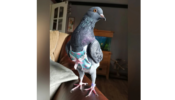 A Tad Bit Extra! A Woman Spends Rs. 4 Lakh Annually On Pet Pigeons Who Have Their Own Wardrobe And Pram For Walks