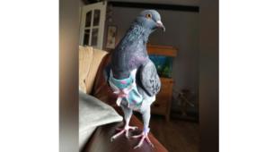 A Tad Bit Extra! A Woman Spends Rs. 4 Lakh Annually On Pet Pigeons Who Have Their Own Wardrobe And Pram For Walks