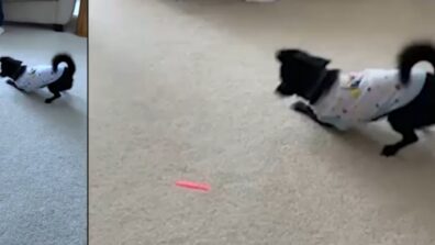 A Viral Video Of A Dog Involving In A Laser Light May Leave You Giggling, Watch This Hilarious Video