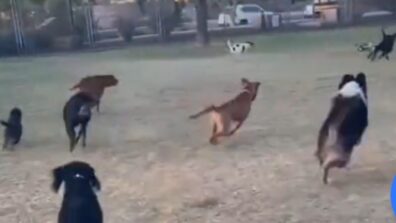 A Viral Video Of A Park Full Of Dogs Chasing A Remote Controlled Toy Car Will Definitely Help You End Your Weekend With A Big Smile On Your Face, Watch Here