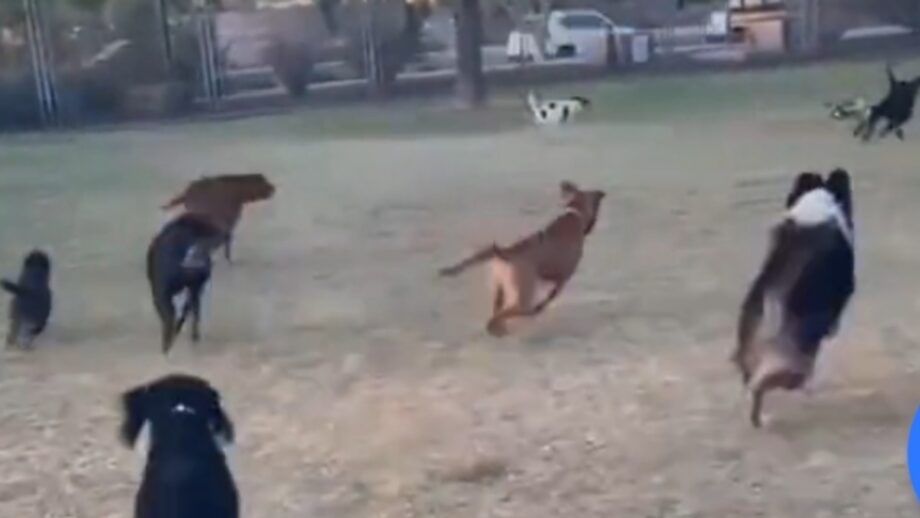 A Viral Video Of A Park Full Of Dogs Chasing A Remote Controlled Toy Car Will Definitely Help You End Your Weekend With A Big Smile On Your Face, Watch Here 479497