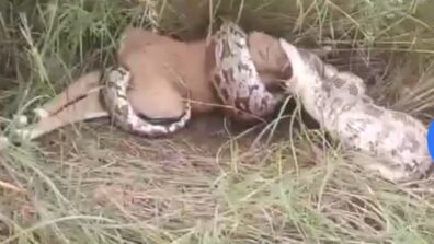 Brave Enough To Watch: A 8 Feet Giant Python Swallows A Whole Deer Gradually, Netizens Got Goosebumps