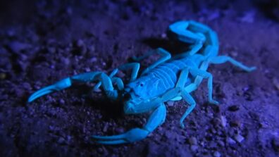 Fascinating Enough? Check Out This Viral Video That Captures A Scorpion Glowing Under UV Light