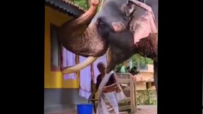 Heartwarming Video! An Older Woman Feeding An Elephant Has Created Ripples On Social Media, Watch Here