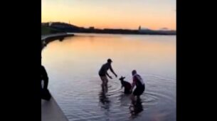 Heartwarming Video Of Two Good Samaritans Who Got Into A Chilly Lake In Australia To Help A Stranded Kangaroo, Watch