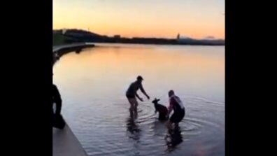 Heartwarming Video Of Two Good Samaritans Who Got Into A Chilly Lake In Australia To Help A Stranded Kangaroo, Watch