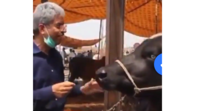 Hilarious Video: A Pakistani Journalist Enquires A Buffalo If It Likes Lahore; Leaves Netizens In Splits