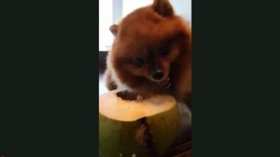 ‘Joey Doesn’t Share Food’: A Video Of A Dog Refuses To Share His Tender Coconut Water Will Leave You Laugh Hard, Watch Viral Video