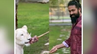 KGF Ka Sher Yash Feeds A White Lion: Makes Fans Go Wild