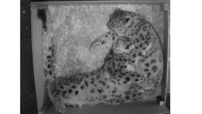 Love Is In Air! A Viral Video Of A Snow Leopard Couple Cuddles While Sleeping Will Make You Fall In Love, Watch Now