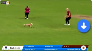 Omg! Hilarious: A Video Of A Dog Entering The Stadium & Steals Ball During Cricket Match In Ireland Will Make You Giggle, Watch Here