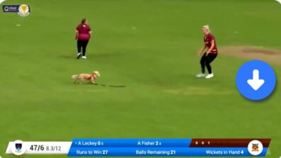 Omg! Hilarious: A Video Of A Dog Entering The Stadium & Steals Ball During Cricket Match In Ireland Will Make You Giggle, Watch Here