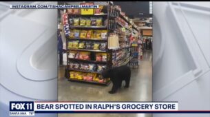 OMG WHAT: A Bear Was Spotted Wandering Around The Supermarket Before Walking Out Of The Store In California, Watch The Viral Video Here