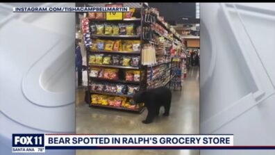 OMG WHAT: A Bear Was Spotted Wandering Around The Supermarket Before Walking Out Of The Store In California, Watch The Viral Video Here