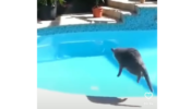 Ouch! A Viral Video Of A Frightened Cat Jumping Into A Swimming Pool Has Gone Viral On Instagram, Watch Here