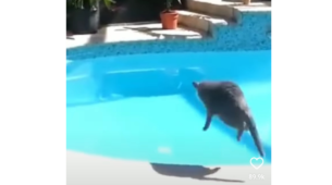 Ouch! A Viral Video Of A Frightened Cat Jumping Into A Swimming Pool Has Gone Viral On Instagram, Watch Here