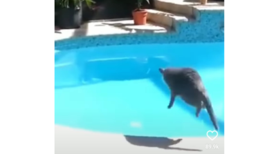 Ouch! A Viral Video Of A Frightened Cat Jumping Into A Swimming Pool Has Gone Viral On Instagram, Watch Here