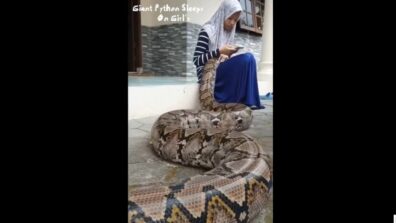 Scary Enough? Watch A Viral Video Of A Giant Python Sleeping On The Lap Of A Girl While She Uses Mobile