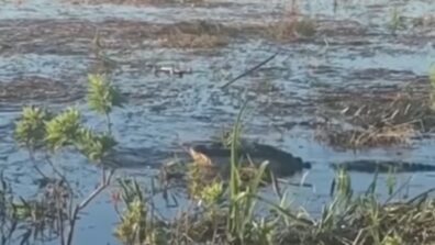 Shocking! A Crocodile Attacking A Drone Camera That Was Capturing The Moments Of The Crocodiles In The Park Has Gone Viral, Watch