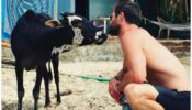 Throwback To A Pic When Chris Hemsworth Tried Kissing A Cow Back In India