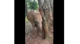 Too Cute: Want To Know How Elephants Play Peekaboo? Take A Look At This Adorable Video That Will Melt Your Heart